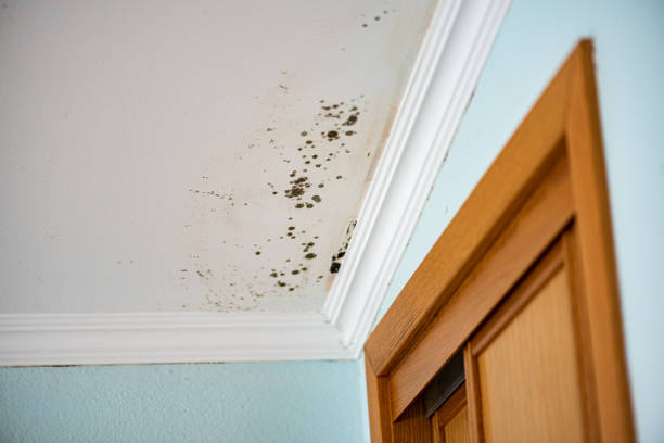 Professional Mold Remediation in Snellville, GA